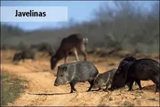javelinas_deer-250.webp