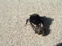 mating season.webp