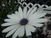 at the house.webp