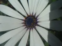 pollen.webp
