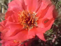 crimson.webp
