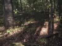 sun peeping through the canopy.webp