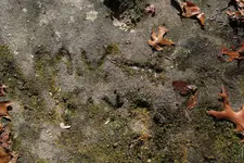 Nov 09 Carvings_edited-1.webp