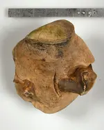 Bone-1.webp