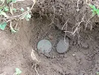 finds-nov-12-lc-digging.webp finds-nov-12-lc-digging.webp