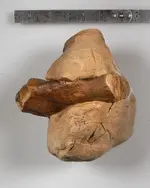 Bone-4.webp