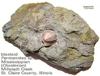 blastoidmississippian.webp blastoidmississippian.webp