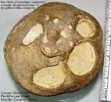 crinoidfloat.webp