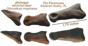 deerphalanges.webp