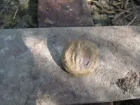 percys button.webp