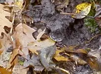 Walker dirt.webp