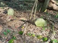 DSCN2479.webp