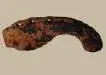 ox shoe.webp