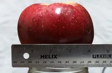 apple01.webp