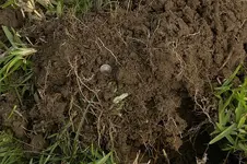 Lady in the dirt.webp