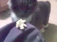 popcorncat.webp