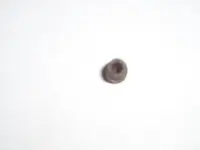 bullet 002.webp