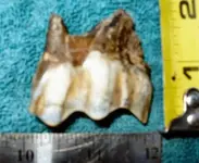 Tooth1Old.webp