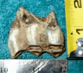 Tooth2Old.webp