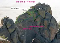 Turtlehead.webp