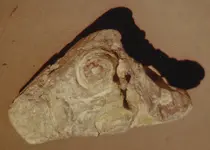 quiviraartifact.webp