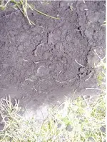 ground1.webp