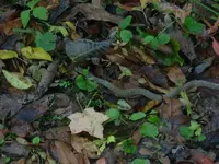 10_18_09 Copperhead.webp