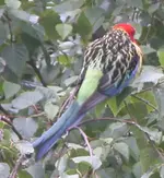 DSCN1960.webp