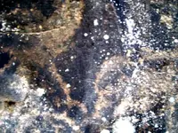 ATG9.webp