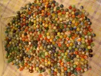 treasure 2009 070.webp