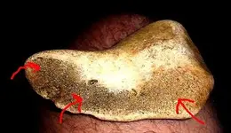 BoneFossil2.webp