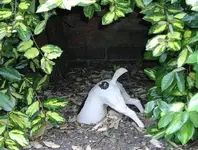 BOTTLEHOLIC DOG....webp