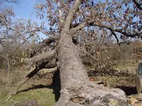 Wood Cutting 001.webp