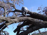 Wood Cutting 005.webp