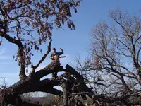 Wood Cutting 007.webp