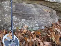 tree fossil.webp