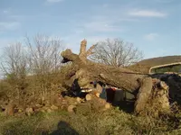 Wood Cutting 010.webp