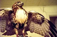 hawka.webp
