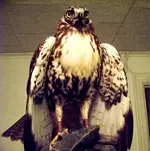 hawkb.webp