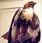 hawkc.webp