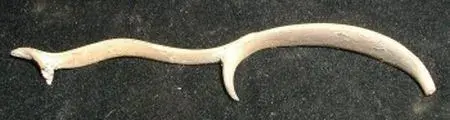 Civil War era muzzleloading trigger guard.webp