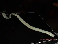 Trigger guard.webp