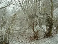 Picture 035.webp