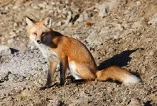 IMG_fox2.webp