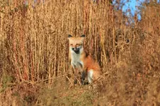 IMG_fox4.webp