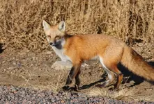 IMG_fox8.webp