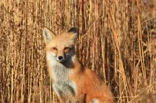 IMGfox6.webp