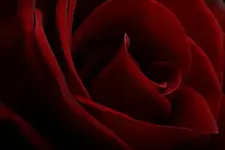 red-roses.webp