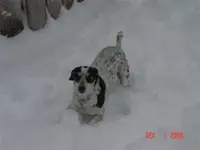 molly.webp