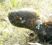 Stone.webp